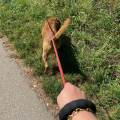 petsitter stranger