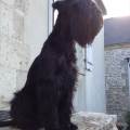 https://fr.holidog.com/ImagesPetSitters/298846C9-3CF4-4D89-AE8B-47CA6BC9E649_square_120.jpg Chez-PAT-1062454-0