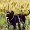 Lycéenne-amoureuse-des-animaux--1149262-0