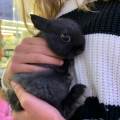 Garde-d’animaux-😊-771733-1