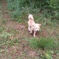 https://fr.holidog.com/ImagesPetSitters/2A9CC515-3525-43A8-9C4F-05B99825EF7C_square_120.jpg Paradis-pour-chats-et-chiens--42205-2