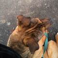 https://fr.holidog.com/ImagesPetSitters/2ABA53EE-7B22-4472-BF9B-2AAFB6956EC9_square_120.jpg Pet-sitting-sur-le-Perray-cet-été--960561-2