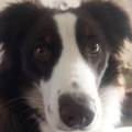 https://fr.holidog.com/ImagesPetSitters/2AE9C0C8-271E-415D-8941-15DB0E0AF0C7_square_120.jpg welcome-for-the-wonderful-holidays-425333-0