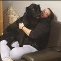 Une-pet-sitter-d'amour-780780-0