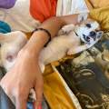 https://fr.holidog.com/ImagesPetSitters/2B0A82D4-8DE5-4C2D-99DF-5A8B50A663F4_square_120.jpg Dog-sitter-passionnée-218048-0