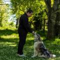 https://fr.holidog.com/ImagesPetSitters/2B5AD1A0-E26C-4C44-ACDB-A6F1F4E5AD30_square_120.jpg En-formation-avec-Esprit-Dog!--1041365-2