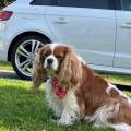https://fr.holidog.com/ImagesPetSitters/2B83DE72-A216-49C4-8735-EC12059D9A2D_square_120.jpg Pet-sitter-secteur-ARRAS--1054732-2