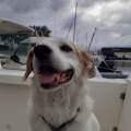 DOG-Island-751475-1