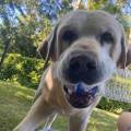 https://fr.holidog.com/ImagesPetSitters/2C11528F-682A-4886-84EB-21A424AA570B_square_120.jpg Pet-sitting-et-promenades-et-nature-1164726-2