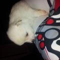 https://fr.holidog.com/ImagesPetSitters/2CCF6849-5B8D-4A31-9D39-CA1A5A912614_square_120.jpg 10894-3