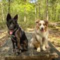 https://fr.holidog.com/ImagesPetSitters/2CD0E029-E957-4CE2-91AE-839B0FD9E820_square_120.jpg 1047949-0