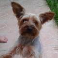 https://fr.holidog.com/ImagesPetSitters/2D399964-A6F6-418B-ABCA-7D3992CABB69_square_120.jpg vacances-pour-chiens.-479496-1