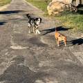 https://fr.holidog.com/ImagesPetSitters/2D96BE75-F930-4F8F-84ED-42A9AA997782_square_120.jpg Une-Petsitter-Passionnée--1114062-2