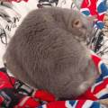 Le-cocon-des-animaux-1189244-1