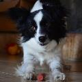 https://fr.holidog.com/ImagesPetSitters/2E8FF291-9C55-4A13-AB29-22997A6C7F8B_square_120.jpg Stroll-Girl-19464-2