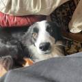 https://fr.holidog.com/ImagesPetSitters/2EA38006-E37C-4148-B87A-828D44A98751_square_120.jpg amoureuse-des-boules-de-poils-1160254-2