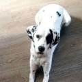 https://fr.holidog.com/ImagesPetSitters/2F198061-3D52-4FF0-9D93-E39E8FCA9377_square_120.jpg Passion-canine-et-féline-1168824-3