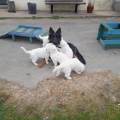 Je-prends-soin-de-vos-chiens-adorés-1170852-3