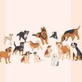 https://fr.holidog.com/ImagesPetSitters/2FEB1F23-3A20-4C42-84D0-EEB2283E012E_square_120.jpg Pet-Sitter-dispo-matin,-soir,-wk-987890-1