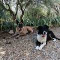 petsitter stranger