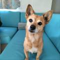 petsitter stranger