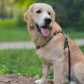 https://fr.holidog.com/ImagesPetSitters/30555639-FA9C-48D5-B1FF-78DF034F11F5_square_120.jpg --1037616-3