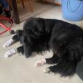 https://fr.holidog.com/ImagesPetSitters/30C76B4A-F60D-40CD-82C5-10BACED51909_square_120.jpg 1115651-2