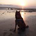 🐾-Amoureuse-des-animaux-🐾-1186156-1