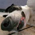 https://fr.holidog.com/ImagesPetSitters/3229E7C4-7A66-4A7F-A36B-9E260CB474BB_square_120.jpg --537425-1
