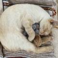 petsitter stranger