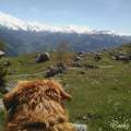 Pet-sitter-et-soigneur-animalier-357427-3