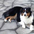 https://fr.holidog.com/ImagesPetSitters/338BFDFA-0489-452C-81DF-41920DC8C3C8_square_120.jpg Babysitter-pour-chien--656617-0
