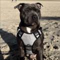 https://fr.holidog.com/ImagesPetSitters/33953A26-7023-43CA-9D0C-673E35226E92_square_120.jpg --1077287-3