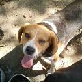 https://fr.holidog.com/ImagesPetSitters/33D34EC2-1EC3-48A2-BBE7-2579C3142134_square_120.jpg Morgane---Comportementaliste-12159-0
