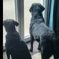 https://fr.holidog.com/ImagesPetSitters/33D8F354-0312-4328-A5CB-A4FBC05830B1_square_120.jpg 49792-0