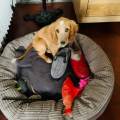 https://fr.holidog.com/ImagesPetSitters/33F6C1D5-4EF3-4536-9596-FFF7BBDC1A1F_square_120.jpg Chacun-cherche-son-chat-669136-2