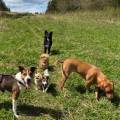 https://fr.holidog.com/ImagesPetSitters/340C7818-3CDE-455C-82CC-52BCD862DE54_square_120.jpg Petsitter-Pontarlier-et-alentours--998093-0