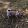 https://fr.holidog.com/ImagesPetSitters/34760406-66DF-43B5-B767-26538DA0DB24_square_120.jpg Cat/dog-sitter--1055054-3