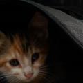 https://fr.holidog.com/ImagesPetSitters/34C7AB56-47F9-4901-AC52-CC9295864810_square_120.jpg aux-petits-soins-pour-vos-animaux-124896-2