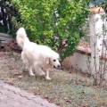 https://fr.holidog.com/ImagesPetSitters/34DCEBC1-71AF-4DE9-8064-CFAC2EF2BF44_square_120.jpg Au-bonheur-des-toutous-1104813-2