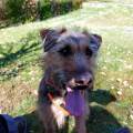 https://fr.holidog.com/ImagesPetSitters/35028061-C2F6-4D6A-B9B8-25C8F13326BD_square_120.jpg Des-balades-et-des-gratouilles--102885-0