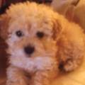https://fr.holidog.com/ImagesPetSitters/351B318E-75B5-4329-BAA3-46B0839E2714_square_120.jpg Gardien-à-domicile--354796-2