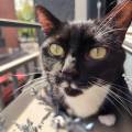 La-nounou-des-animaux-💜-1096818-1