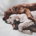 https://fr.holidog.com/ImagesPetSitters/35454810-187B-4E6B-A404-9A5C050F16B1_square_120.jpg L'amie-des-animaux-701427-0