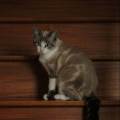 Pet-sitter-491319-1
