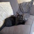 Pet-sitter-passionnée--1123903-3
