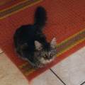 https://fr.holidog.com/ImagesPetSitters/35792F86-27D0-47E5-850F-A125E4424661_square_120.jpg Pet-sitting--338907-0