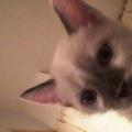https://fr.holidog.com/ImagesPetSitters/359078E6-A157-4924-949D-F9C18A6AB108_square_120.jpg Cat-sitter--134370-0
