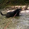 https://fr.holidog.com/ImagesPetSitters/359DB620-6E7A-48A0-A57A-B0CD35AE6892_square_120.jpg 1073485-0