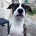 https://fr.holidog.com/ImagesPetSitters/36427027-35B2-4310-8570-579A122145F4_square_120.jpg Le-bien-être-des-animaux-avant-tout-210225-1